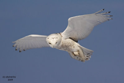 Snowy Owl. Belguim, WI