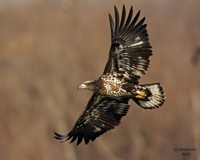 Bald Eagle. Burlington, IA