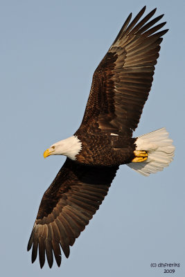 Bald Eagle. Burlington, IA