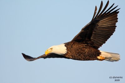 Bald Eagle. Burlington, IA