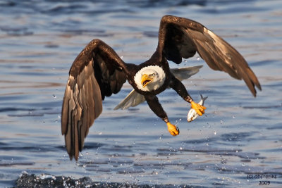 Bald Eagle. Burlington, IA