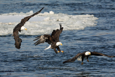 Bald Eagle. Burlington, IA  ( And no, I didnt get this lucky... a fair amount of photoshopping went into this! )