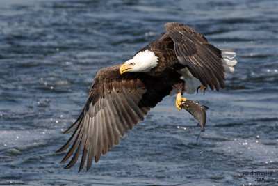 Bald Eagle. Burlington, IA