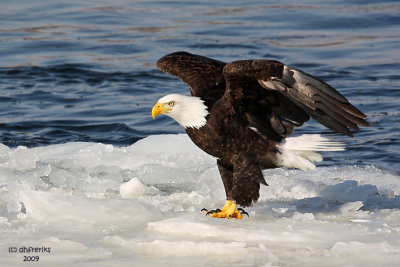 Bald Eagle. Burlington, IA