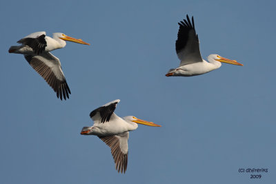 American White Pelicans. Burlington IA