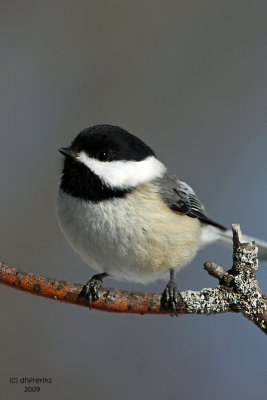 Black-capped Chickadee. Kewaskum, WI