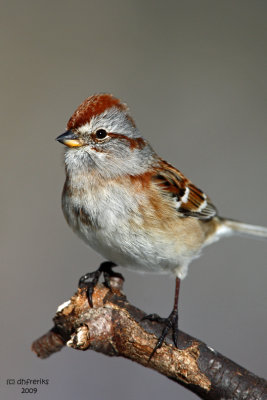 Tree Sparrow, Kewaskum, WI