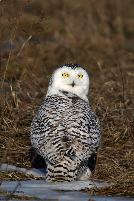 Snowy Owl. Waukesha, WI