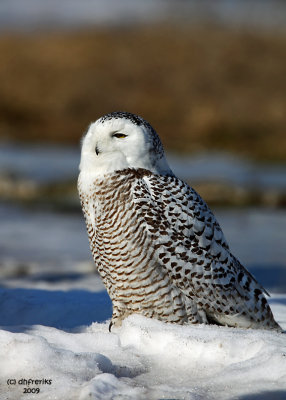 Snowy Owl. Waukesha, WI