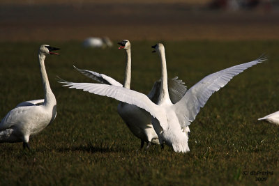 Trumpeter Swans. Samish Flats, WA