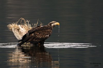 Bald Eagle. Anacortes, WA