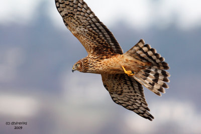 Northern Harrier. Whidbey Is. WA