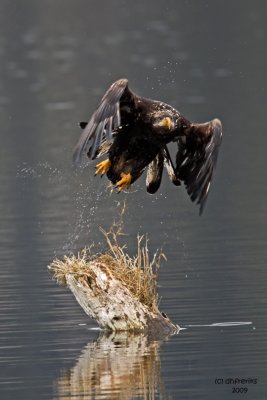 Bald Eagle. Anacortes, WA