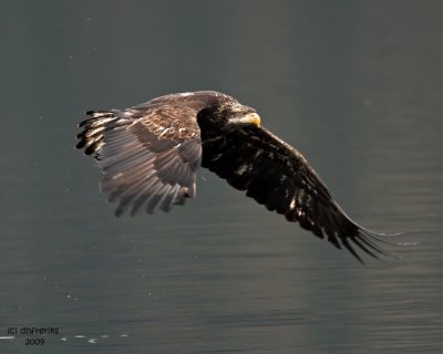 Bald Eagle. Anacortes, WA