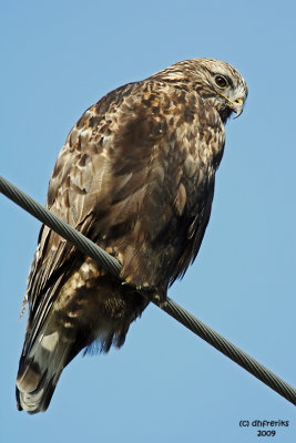 Rough-legged Hawk. Samish Flats, WA