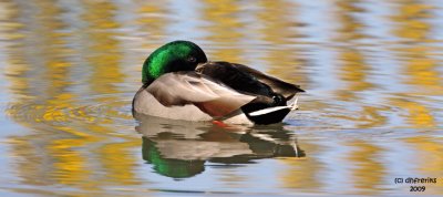 Mallard. Whidbey Is. WA