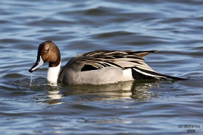 Northern Pintail. Anacortes, WA