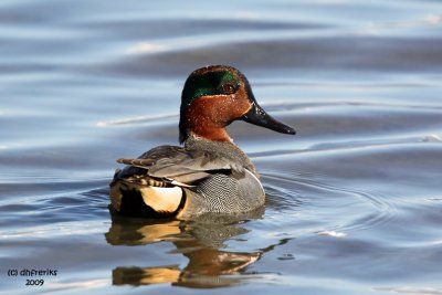 Green-winged Teal. Anacortes, WA