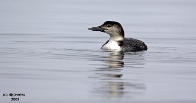 Common Loon. Samish Is. WA