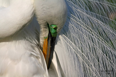Great Egret Preening. Gatorland, Florida