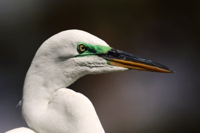 Great Egret close up. Gatorland, Florida