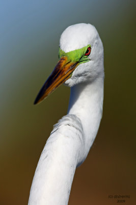 Great Egret close up. Gatorland, Florida