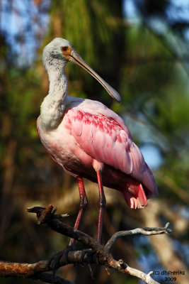 Roseatte Spoonbill. Gatorland, Florida