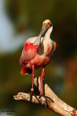 Roseatte Spoonbill. Gatorland, Florida