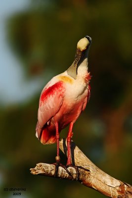 Roseatte Spoonbill. Gatorland, Florida