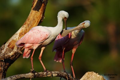 Roseatte Spoonbills. Gatorland, Florida
