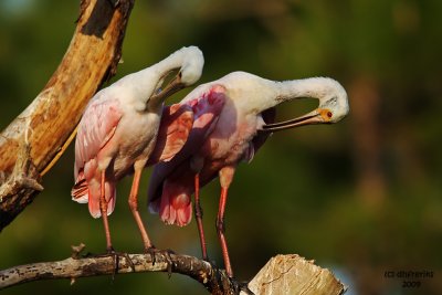 Roseatte Spoonbills. Gatorland, Florida