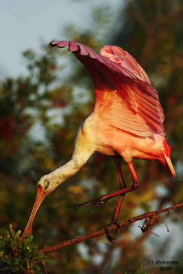 Roseatte Spoonbill. Gatorland, Florida