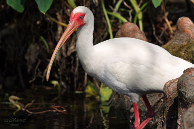White Ibis. Gatorland, Florida