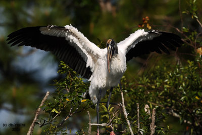 Wood Stork. Gatorland, Florida