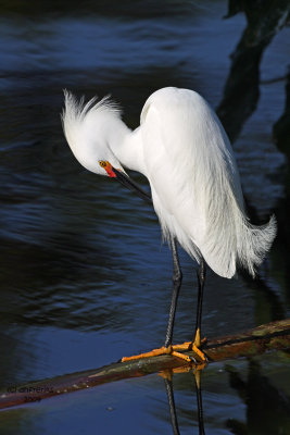 Snowy Egret. Gatorland, Florida