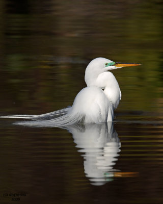 Great Egret. Gatorland, Florida