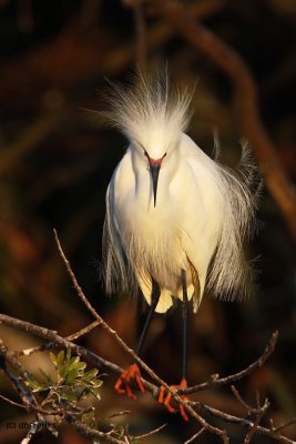 Snowy Egret. Gatorland, Florida