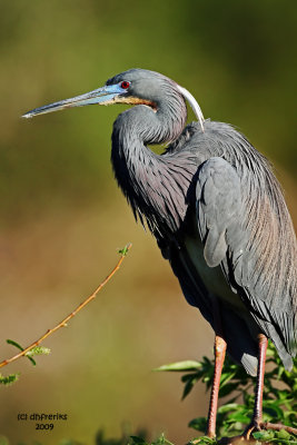 Tri-colored Heron. Gatorland, Florida