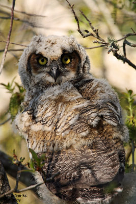 Great Horned Owl Fledging. Vero Beach, Florida