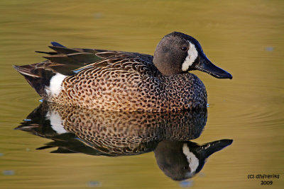 Blue-winged Teal. Vero Beach, Florida