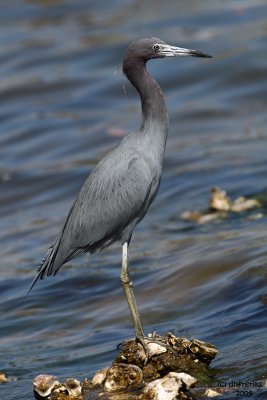 Little Blue Heron. Florida