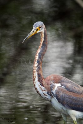 Tri-colored Heron. Florida