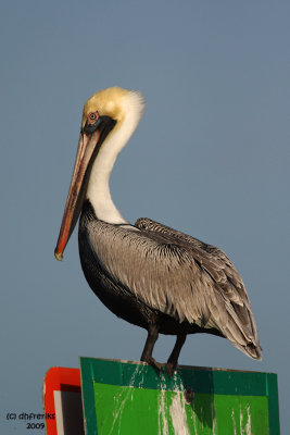Brown Pelican. Sabastian St. Park, Florida