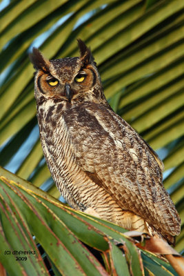 Great Horned Owl. Vero Beach, Florida