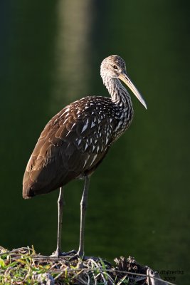 Limpkin. Blue Cypress Lake, Florida