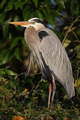 Great Blue Heron. Blue Cypress Lake, Florida