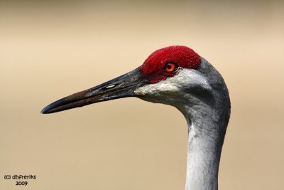 g1/92/741092/3/110210900.taw0xsJO.jpg