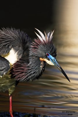 Tri-colored Heron. Vero Beach, Florida