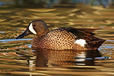 Blue-winged Teal. Vero Beach, Florida