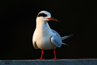 Forester's Tern. Florida
